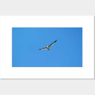 Caspian Tern Flying With Its Wings Spread. Posters and Art